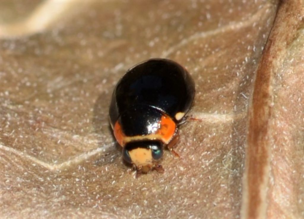 Coccinellidae: Hyperaspis? Sì.